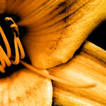 lily close up