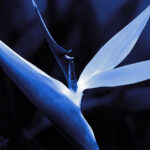 abstract bird of paradise