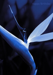 simple monochrome greeting card