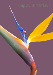 birthday greeting card