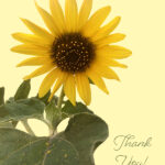 thank you cards