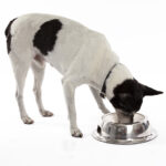 dog food products