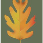 oak leaf  illustration