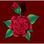 rose illustration