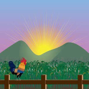 Rooster Crowing at Sunrise