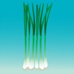 fresh green onion drawing