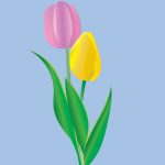 tulip illustration