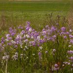 wildflowers
