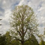 Gettysburg Battlefield Tree