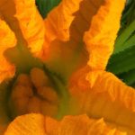 flower photography