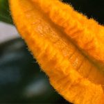 flower photography