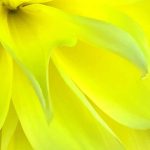 flower photography