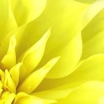 flower photography