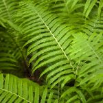 Ferns