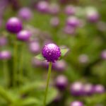 Gomphrena Flowers