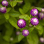 Gomphrena Flowers
