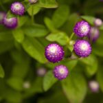 Gomphrena Flowers