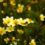 Yellow Daisies 