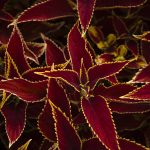Scarlet Wizard Coleus