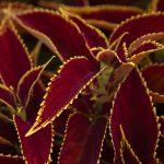 Red Wizard Coleus