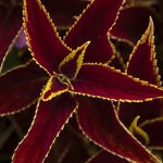 Red Wizard Coleus