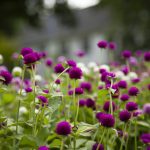 Gomphrena Flowers