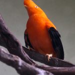 Wild Bird Photography