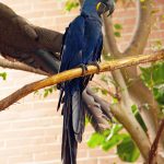 Macaw