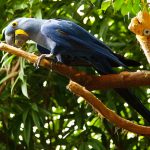 Macaw 