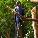 tropical birds
