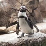 African Penguin