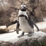 African Penguin