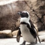 jackass penguin
