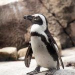 Jackass Penguin