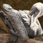Pelican