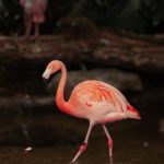 Wild Bird Photography