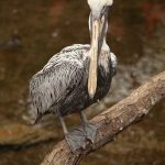 Pelican