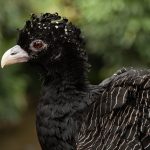 Curassow