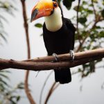 Wild Bird Photography