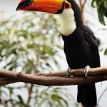 Wild Bird Photography