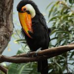Toco Toucan