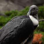 Vulture