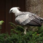 raptor