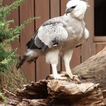 Wild Bird Photography