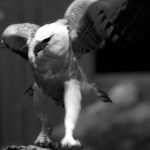 bird of pray