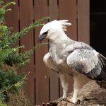 Harpy Eagle