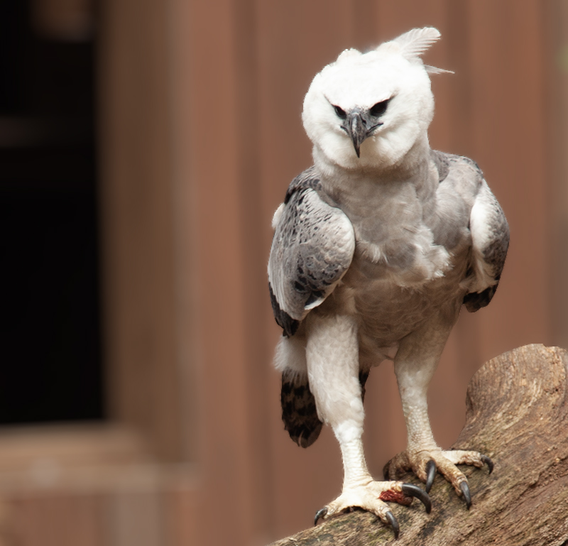 Wild Bird Photography