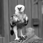 Wild Bird Photography