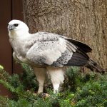 Harpy Eagle