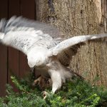 Harpy Eagle